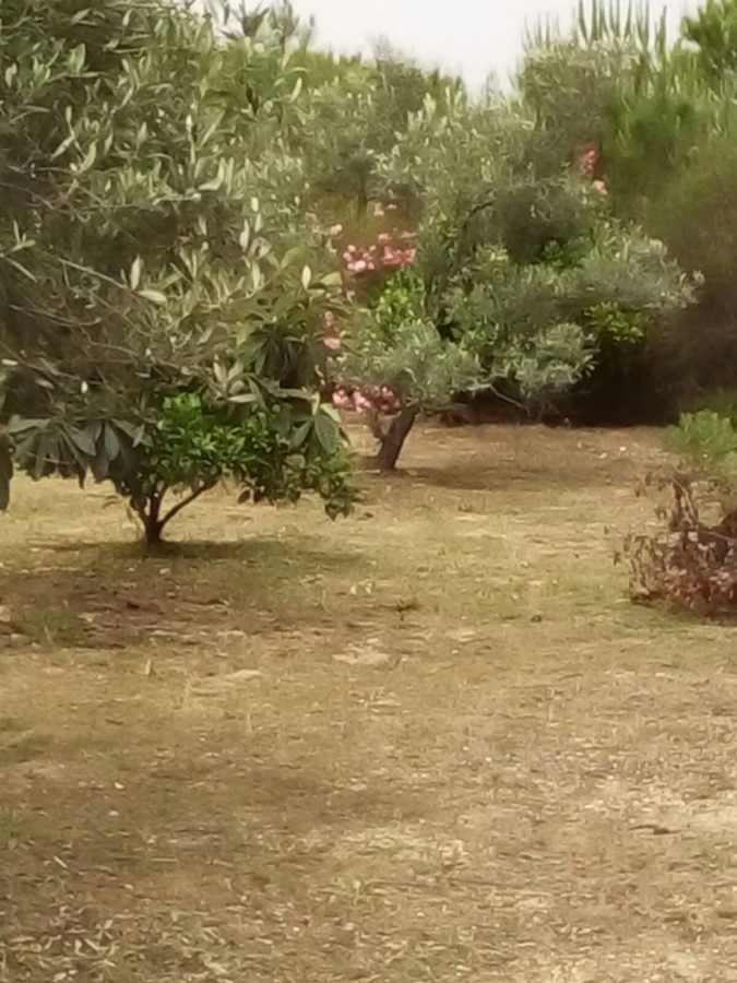 ESTUPENDA RESIDENCIA EN EL CAMPO