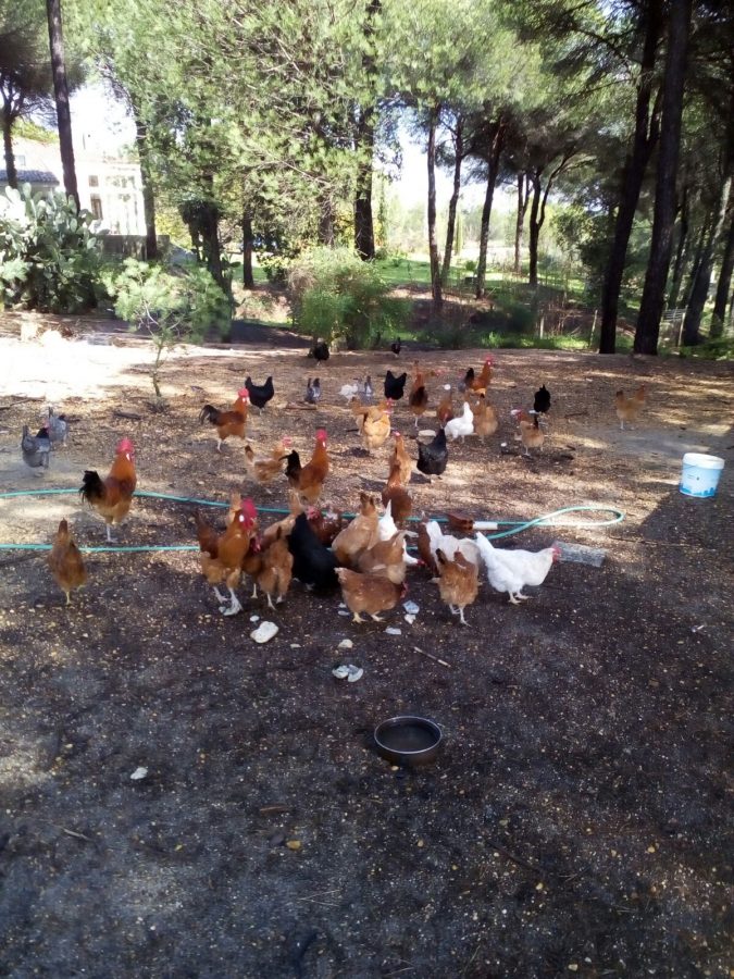 ESTUPENDA RESIDENCIA EN EL CAMPO