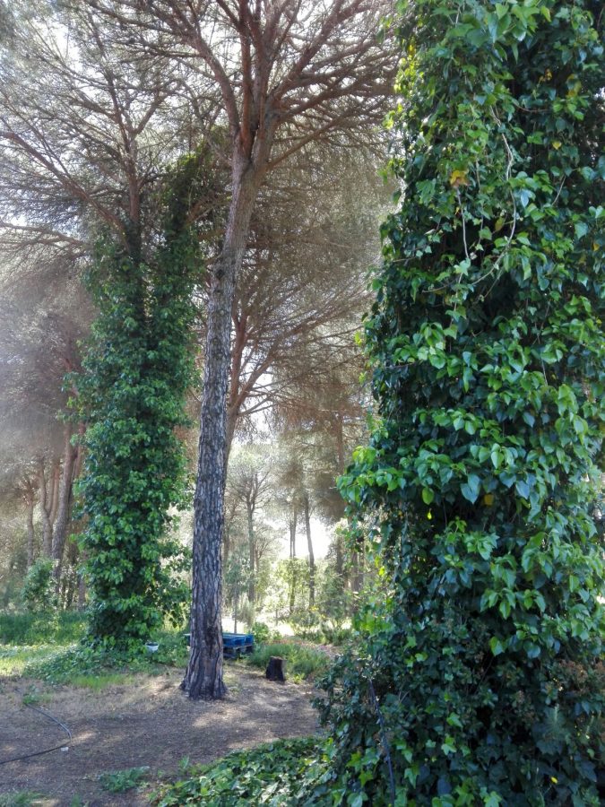 ESTUPENDA RESIDENCIA EN EL CAMPO