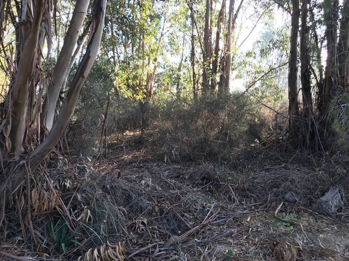 PARCELA UNA HECTÁREA
