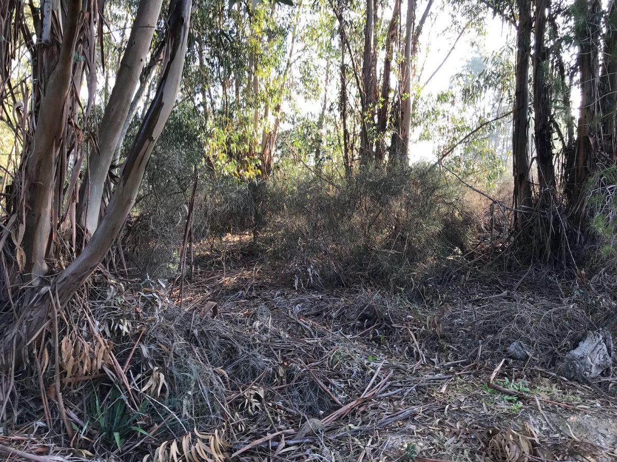 PARCELA UNA HECTÁREA