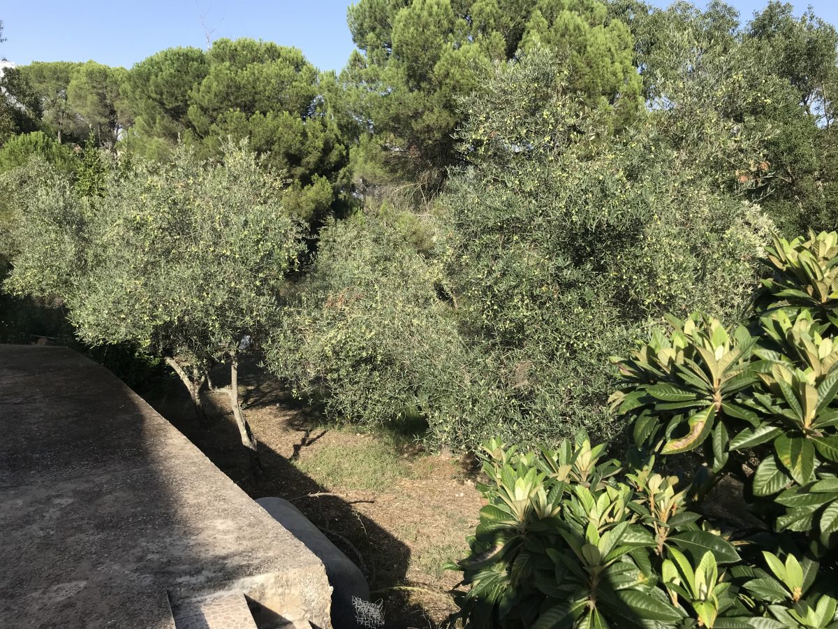 DOS CASAS DE AUTENTICO CAMPO EN LOS PINOS