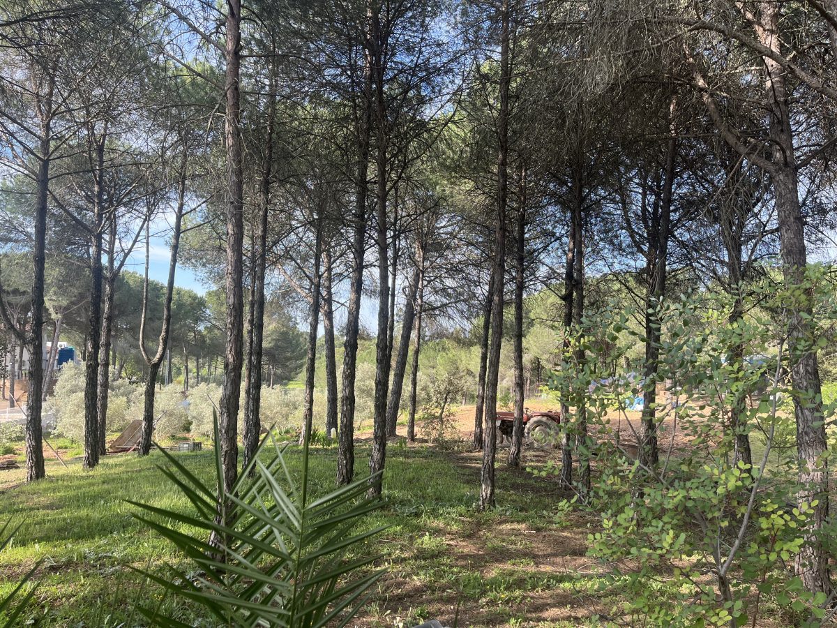 CHALET EN LOS PINOS CON PISCINA Y HUERTO