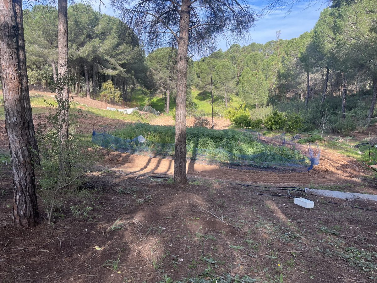 CHALET EN LOS PINOS CON PISCINA Y HUERTO